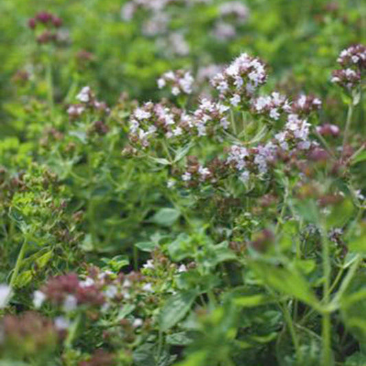 Majoran Origanum vulgare - Origanum vulgaris - Gemüsegarten