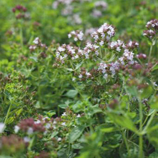 Majoran Origanum vulgare - Bakker