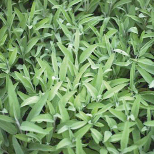 Salbei Salvia officinalis - Salvia officinalis fanni - Gemüsegarten
