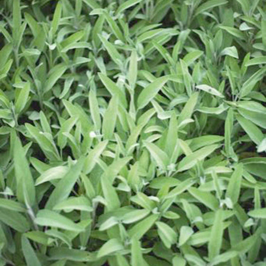 Salbei Salvia officinalis - Bakker