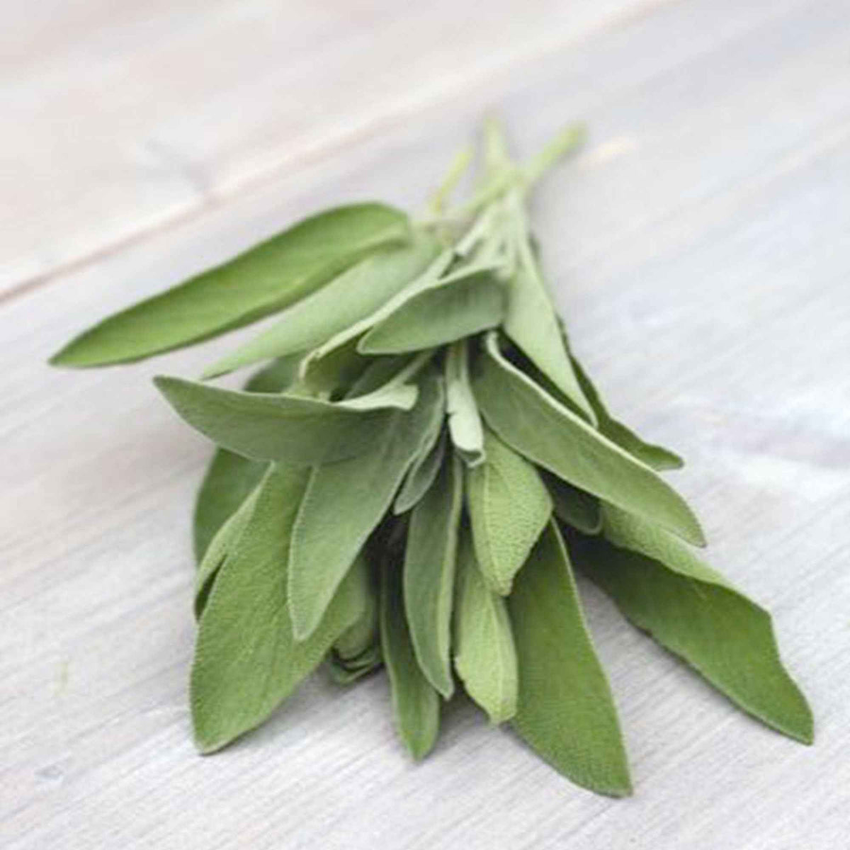 Salbei Salvia officinalis - Bakker