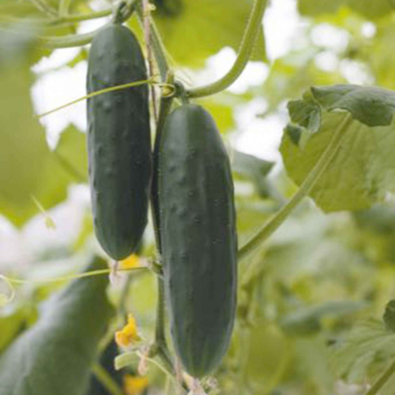 Bio-Samen für den Gemüsegarten
