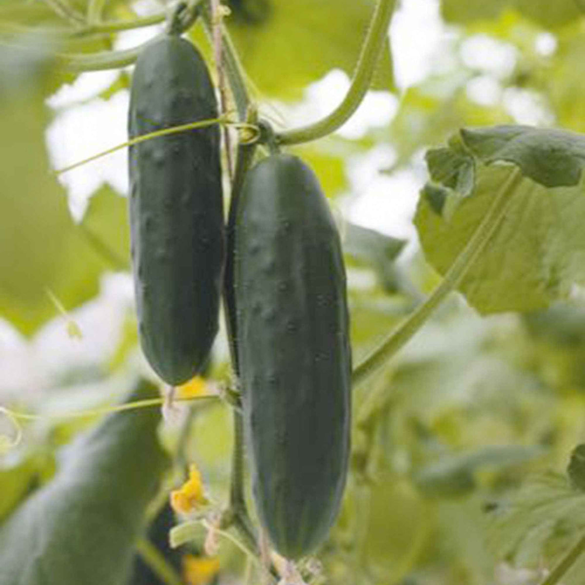Gurke Cucumis 'Marketmore' - Bakker