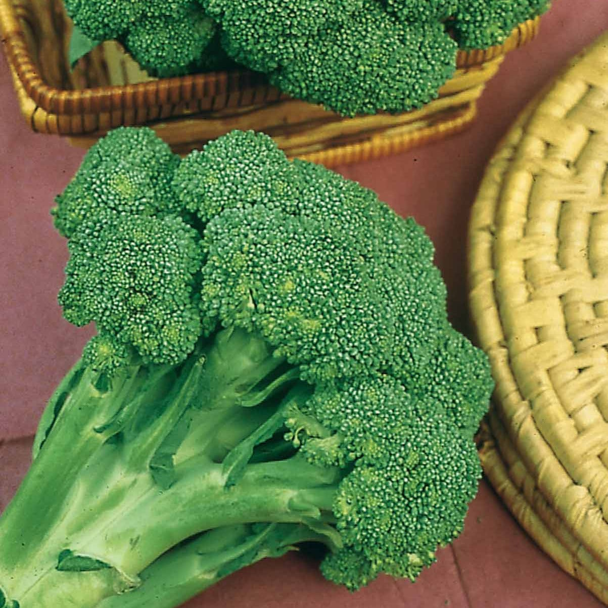 Samen für Kohl - Einköpfiger Brokkoli 'Calabrese Natalino - Brassica oleracea calabrese natalino