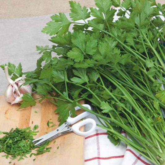 Petersilie 'Gigante d'Italia' - Bakker