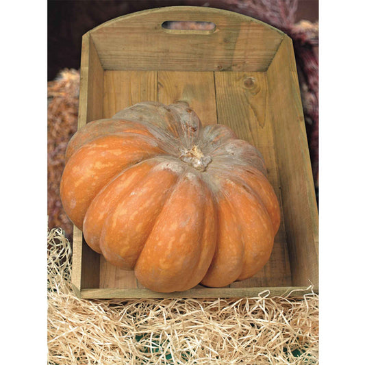 Moschus-Kürbis 'Musquée de Provence' - Bakker