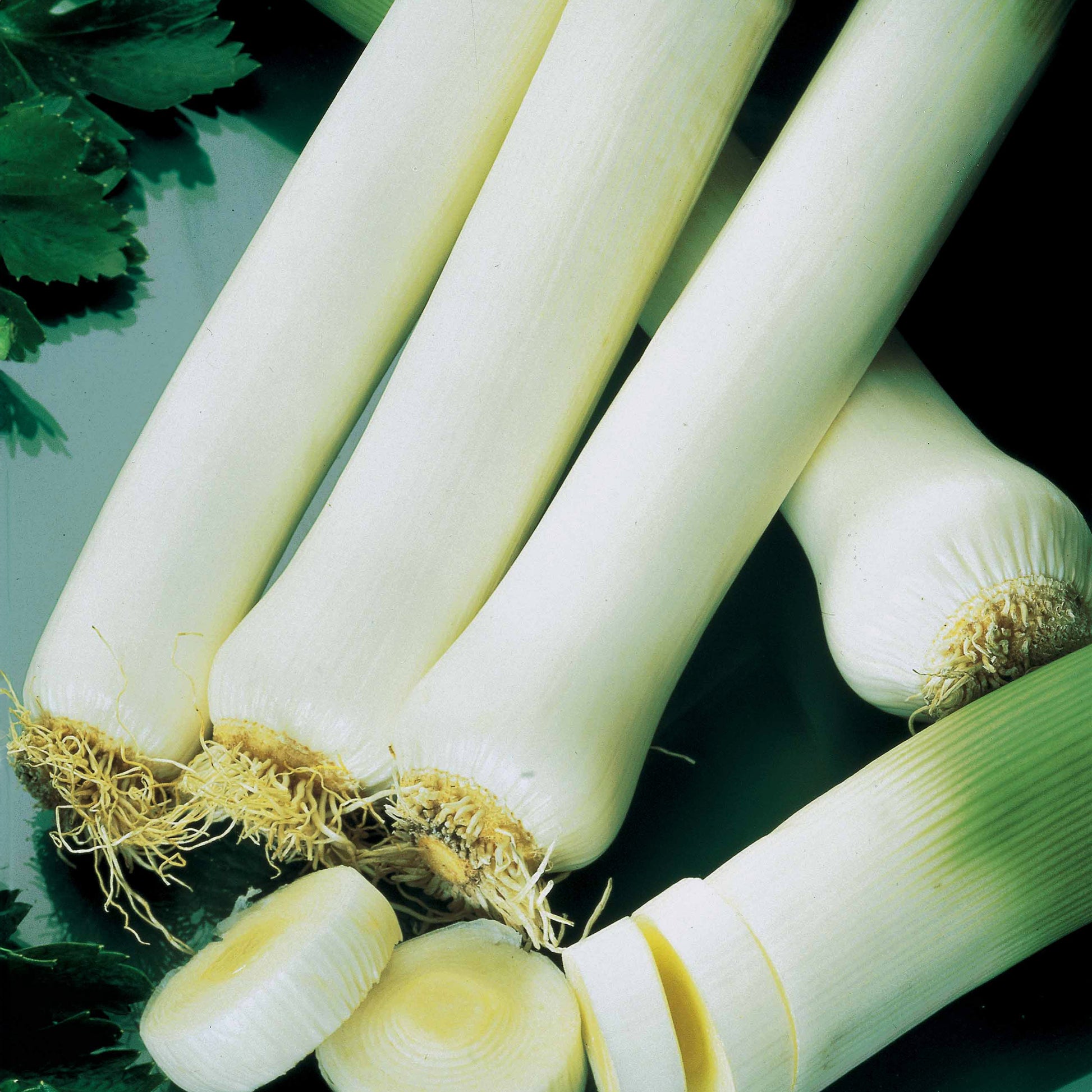 Saatgut Porree 'Monstrueux de Carentan 2' - Allium porrum monstrueux de  carentan 2 (30 g)