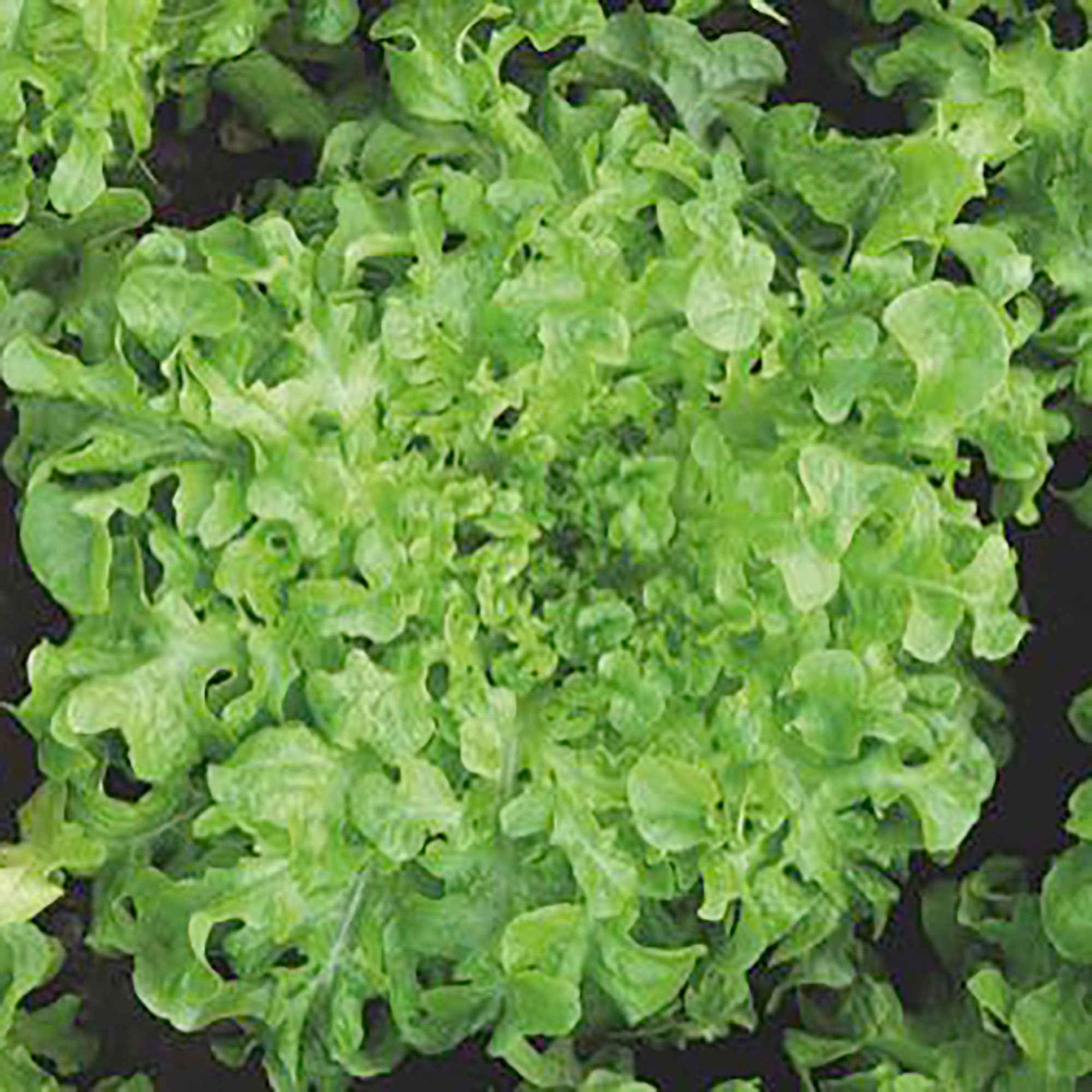 Eichblattsalat 'Salad Bowl' - Lactuca salad bowl verte - Gemüsegarten