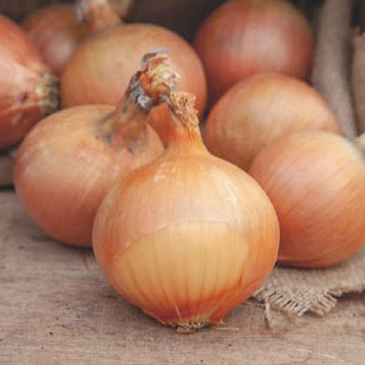 Zwiebel 'Rijnsburger 5' - Bakker