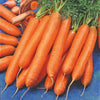 Möhre 'Berlikumer 2' - Daucus carota berlikumer 2 - Gemüsegarten