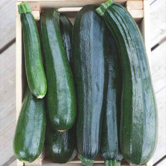 Zucchini 'Black Beauty' - Bakker