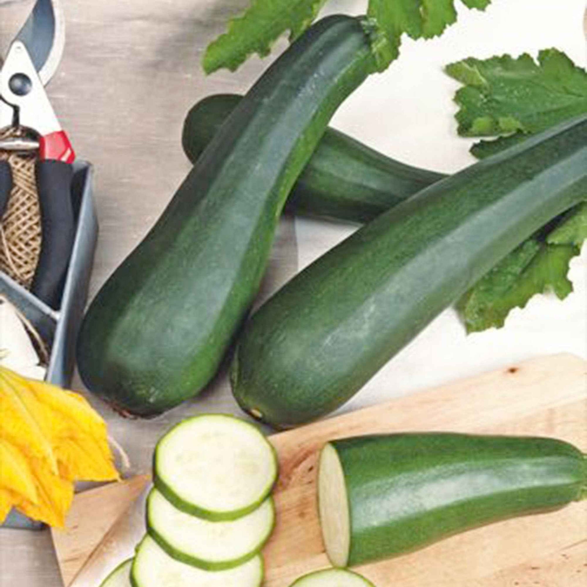 Zucchini 'Partenon F1' - Cucurbita pepo partenon f1 - Gemüsegarten