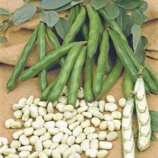 Gartenbohnen Vicia 'Witkiem' - Bakker