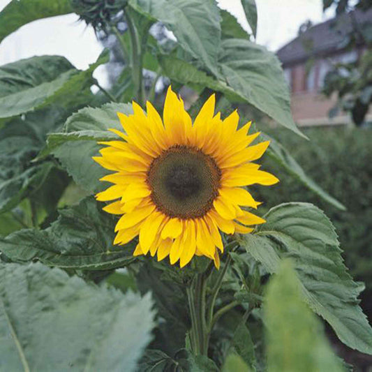 Sonnenblume 'Giganteus' - Helianthus annuus giganteus - Gemüsegarten