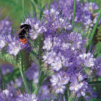 Bienenweide Phacelia tanacetifolia - Phacelia tanacetifolia - Bakker