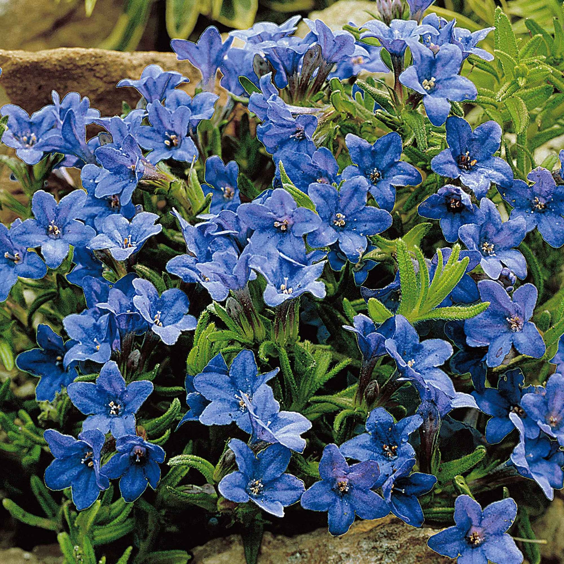 Steinsame 'Heavenley Blue' - Lithodora diffusa heavenly blue - Gartenpflanzen
