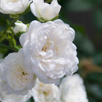 Bodendeckerrose 'Crystal Fairy' - Rosa crystal fairy ® - Pflanzensorten