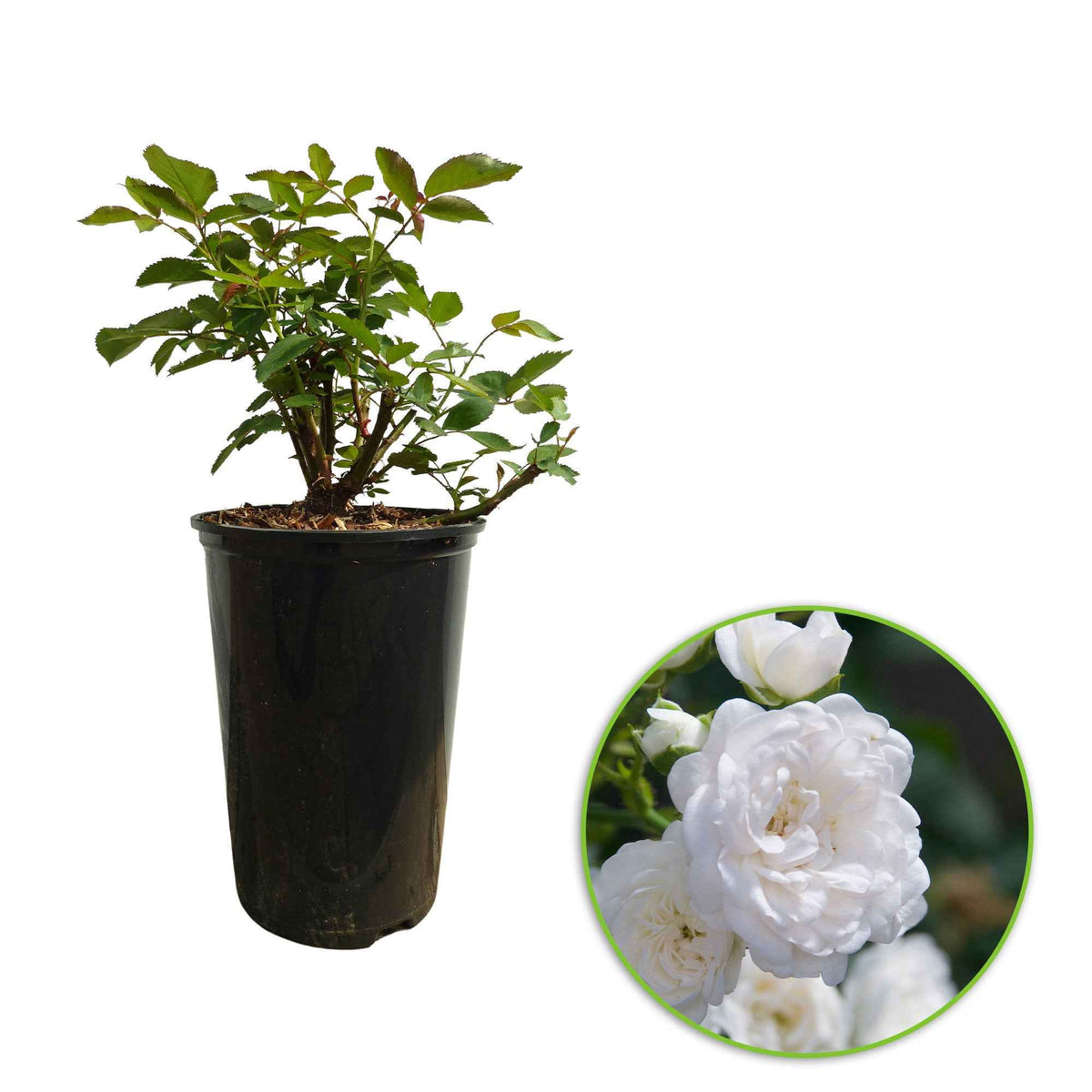 Bodendeckerrosen - Bodendeckerrose 'Crystal Fairy' - Rosa crystal fairy ®