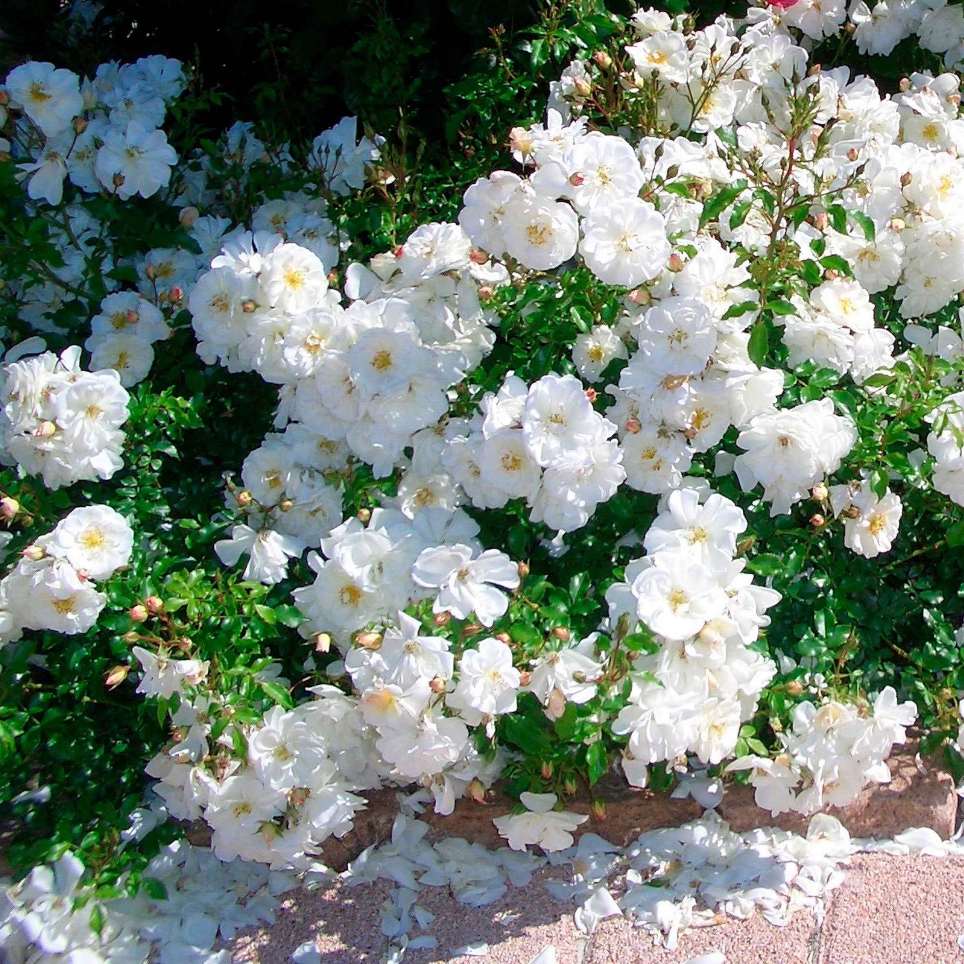 Bodendeckerrose 'Diamant' - Rosa Diamant ® - Gartenpflanzen
