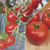Tomatenpaket 'Tolle Tomaten' Solanum - Gemüsesamen - Solanum lycopersicum cocktail raisins jaunes - Gemüsegarten