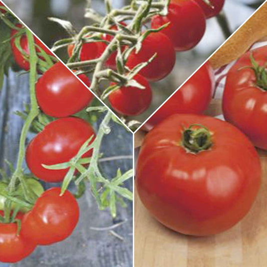 Tomatenpaket 'Tolle Tomaten' Solanum - Gemüsesamen - Bakker