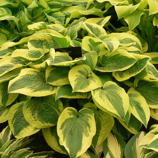 Funkie 'Wilde Brim' - Hosta hybride wide brim - Gartenpflanzen