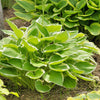 Funkie 'Patriot' - Hosta hybride patriot - Gartenpflanzen