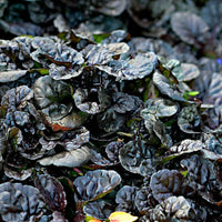 Kriechender Günsel 'Burgundy Glow' - Ajuga reptans burgundy glow - Bakker