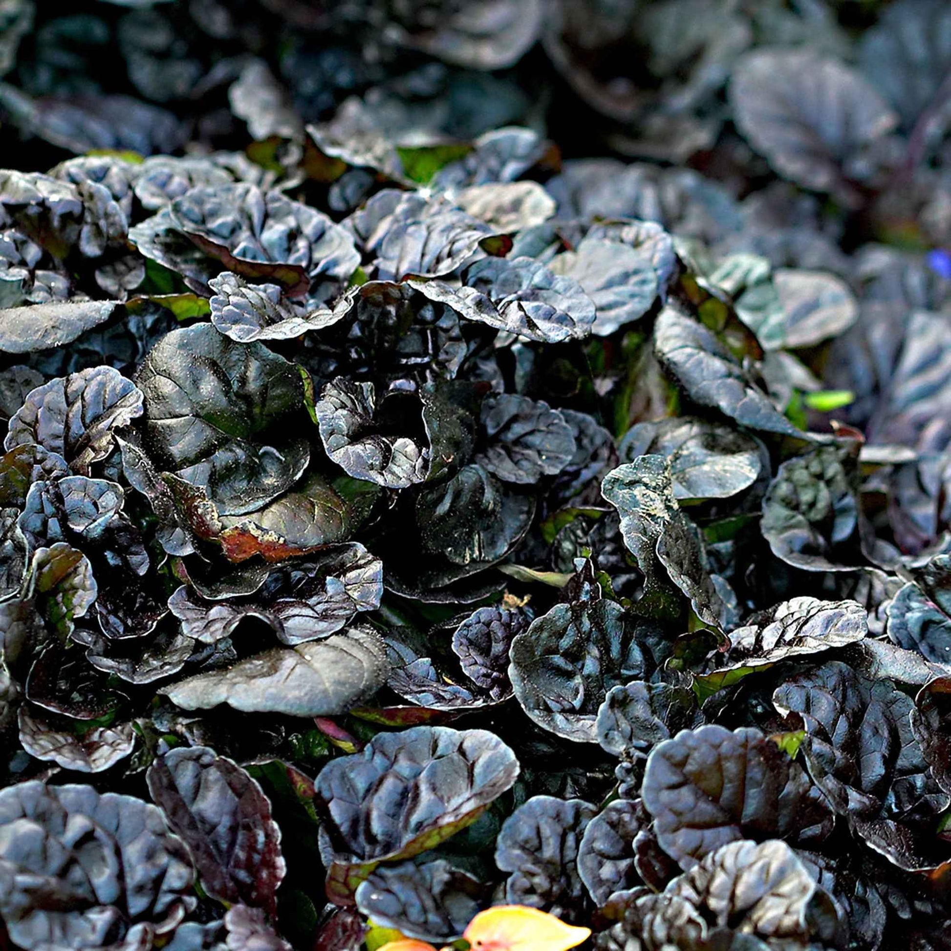 Kriechender Günsel 'Burgundy Glow' - Ajuga reptans burgundy glow - Bakker