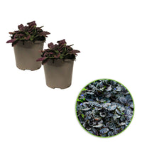 Gundermann - Kriechender Günsel 'Burgundy Glow' - Ajuga reptans burgundy glow