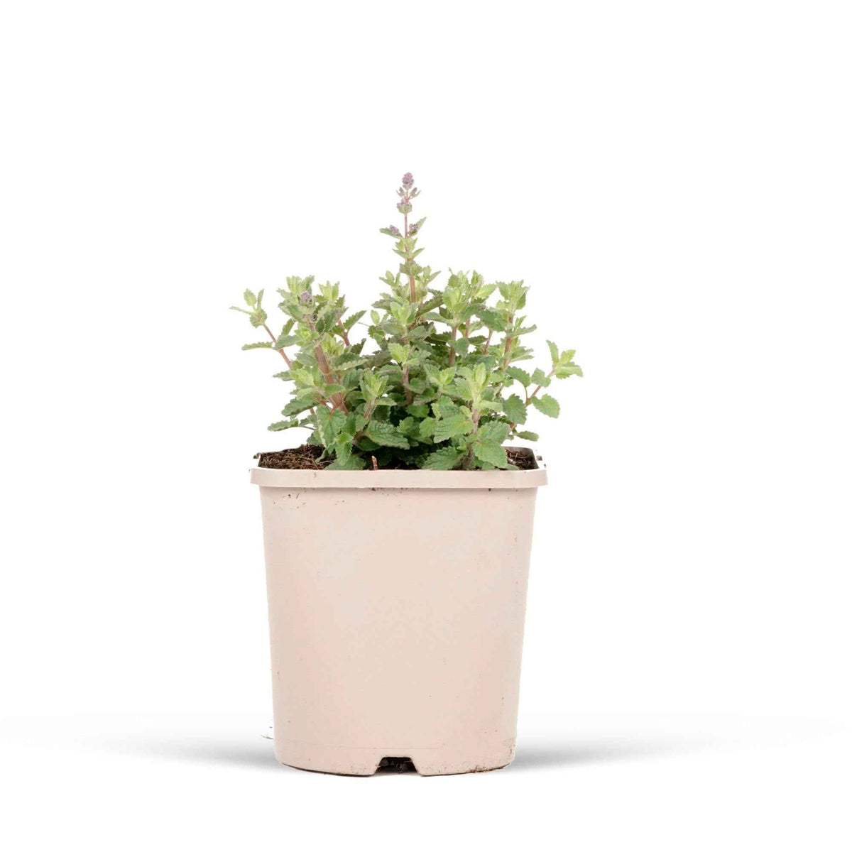 Nepeta purrsian blue - Katzenminze 'Purrsian Blue' - Nepeta