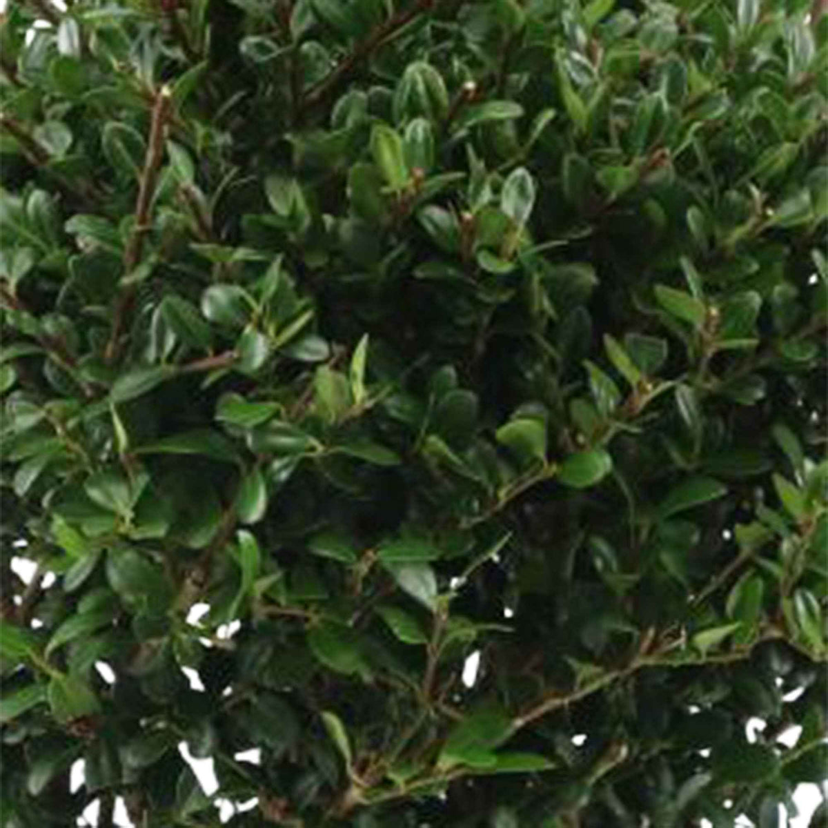 Blühende Sträucher - Japanische Stechpalme 'Dark Green'® - Ilex crenata Dark Green