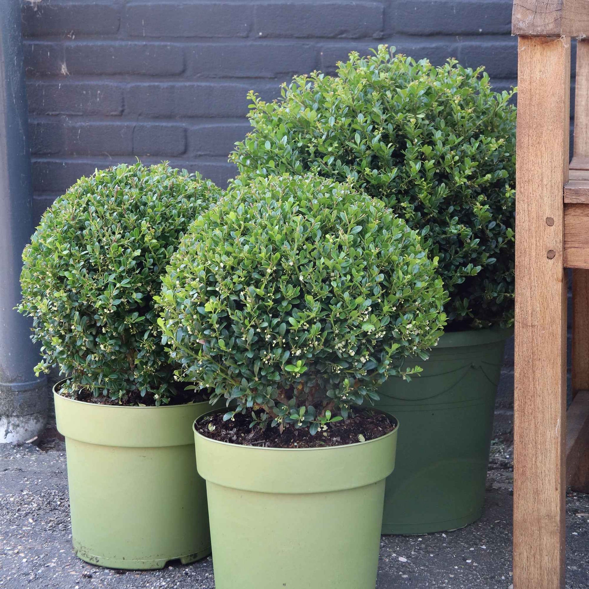 Ilex crenata Dark Green - Japanische Stechpalme 'Dark Green'® - Blühende Sträucher