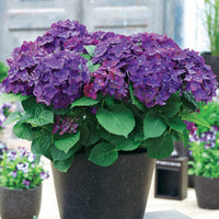 Bauernhortensie 'Deep Purple Dance' - Hydrangea macrophylla deep purple dance - Gartenpflanzen