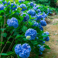 Bauernhortensie macrophylla Blau - Hydrangea macrophylla - Gartenpflanzen
