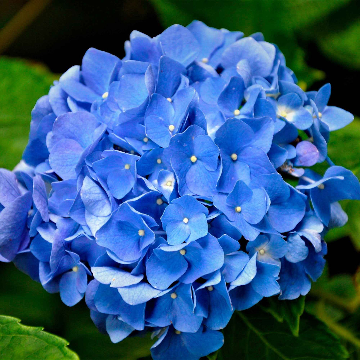Hortensie blau - Großblättrige Hortensie - Bakker