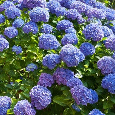 Bauernhortensie macrophylla Blau - Bakker