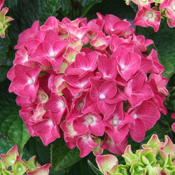 Bauernhortensie rosa - Bakker