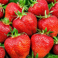 Erdbeere 'Summer Breeze Rose' - Fragaria summer breeze®  rose - Erdbeeren