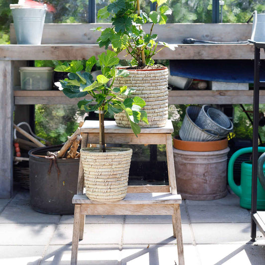 Feigenbaum 'Brown Turkey' - Bakker