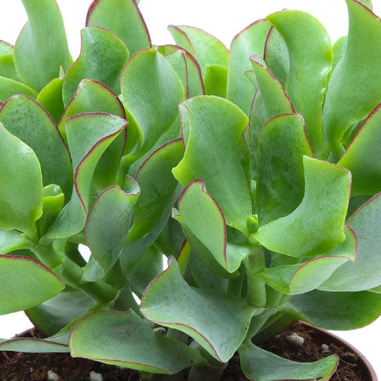 Pfennigbaum - Crassula Arb. Curly Green - Zimmerpflanzen