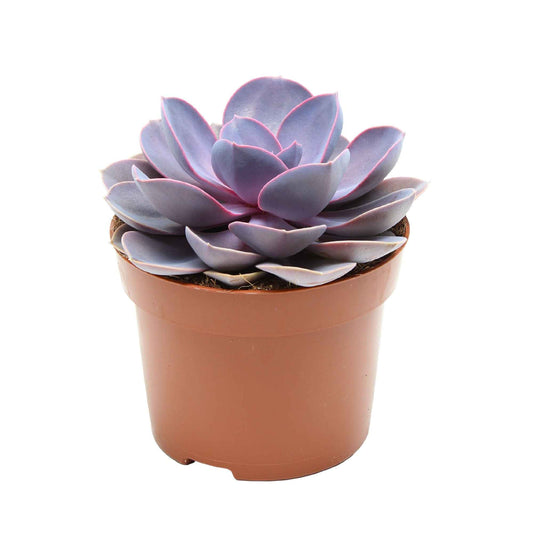Echeveria 'Purple Pearl' lila - Bakker