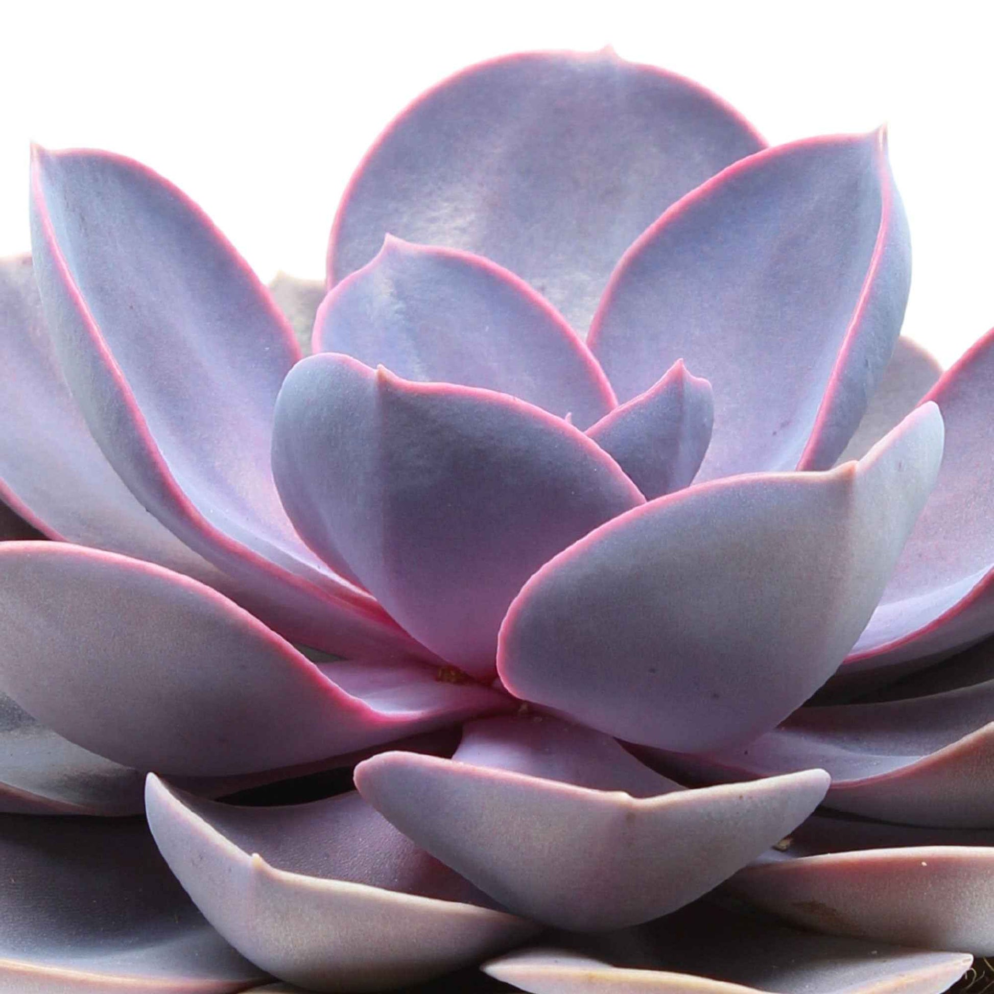 Echeveria 'Purple Pearl' lila - Echeveria gibbi.'purple pearl' - Nach Trends