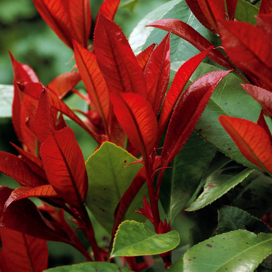 Glanzmispel Photinia 'Red Robin' - Photinia fraseri red robin - Sträucher und Stauden