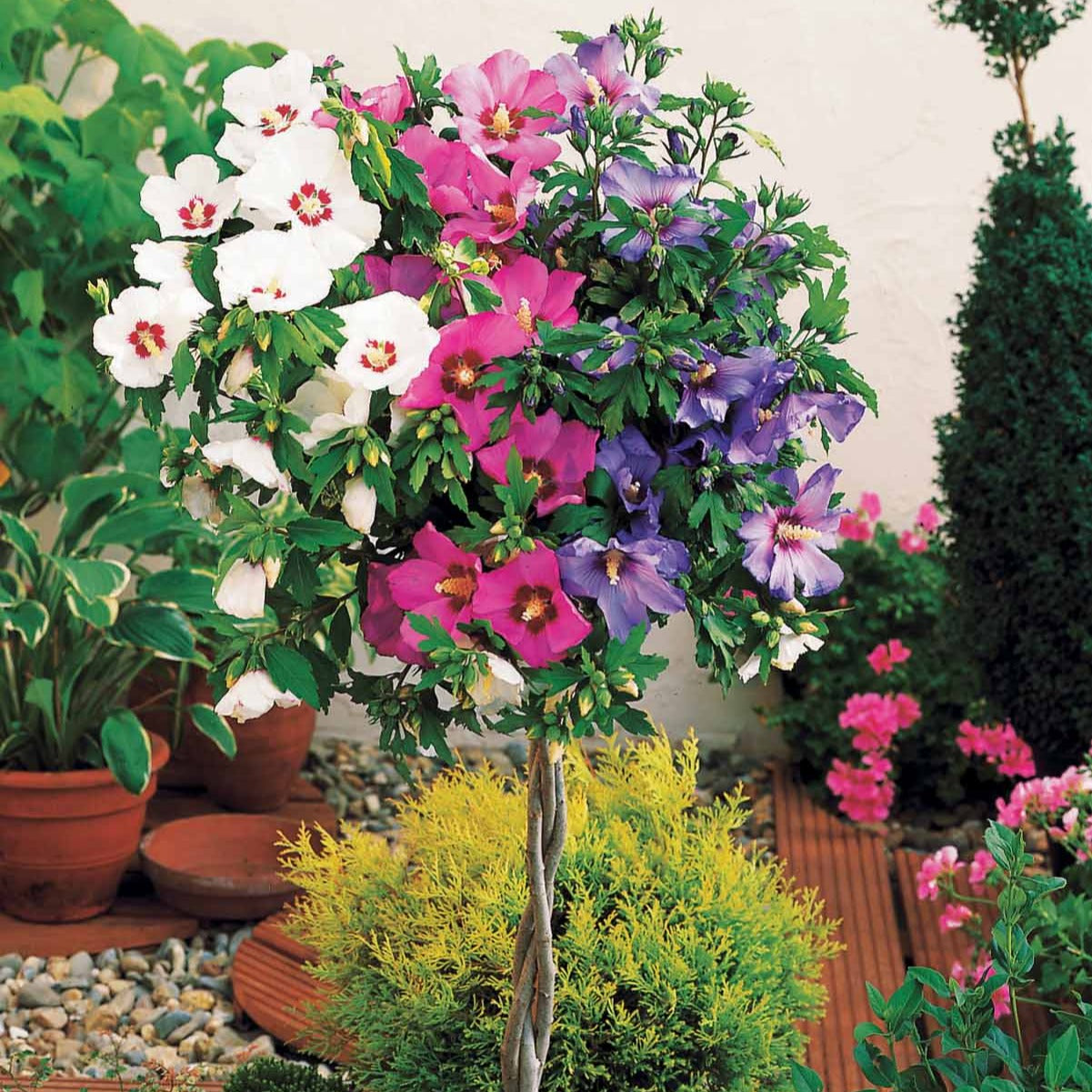 Garteneibisch 'Tricolor' - Hibiscus syriacus - Gartenpflanzen