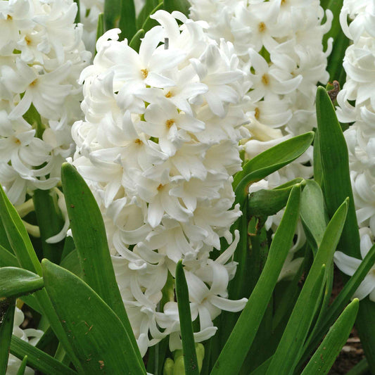 Hyazinthe 'Canergie' - Hyacinthus orientalis carnegie - Blumenzwiebeln
