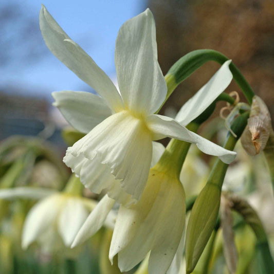 Narzisse 'Thalia' (x5) - Narcissus 'thalia' - Blumenzwiebeln