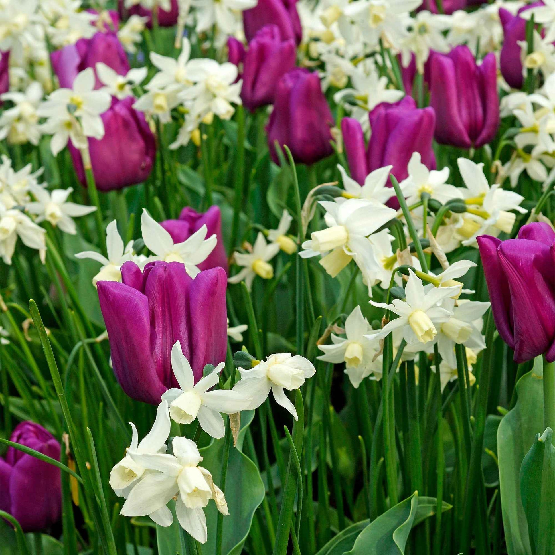 Narzisse 'Thalia' (x5) - Narcissus 'thalia' - Blumenzwiebeln Frühlingsblüher