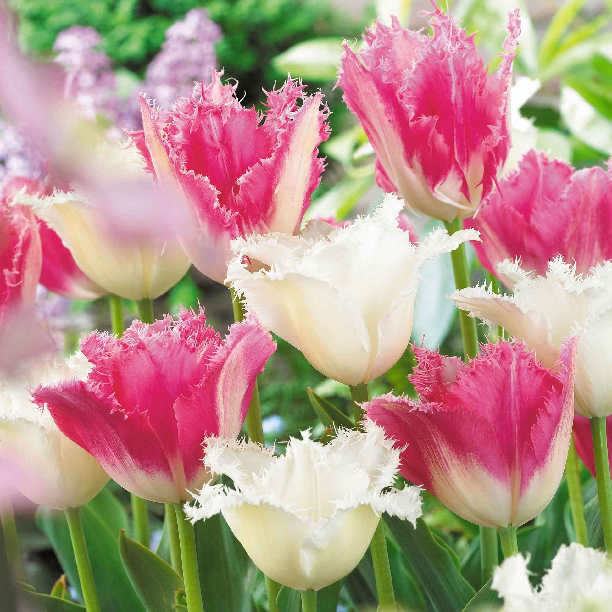 Tulpen Mischung 'Royal Wedding' (x20) - Tulipa (huis ten bosch, noordeinde) - Blumenzwiebeln