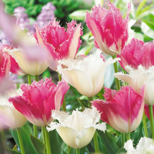 Tulpen Mischung 'Royal Wedding' (x20) - Bakker